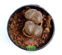 Lithops Brown-Yaşayan Taş Kaktüs-Mesemb-Altıntaş-Sarı Renk Çiçek Açar-5,5 cm Saksıda-Litops