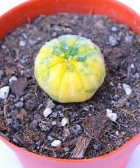 Astrophytum Asterias Nudum Variegata-Çok Nadir Tür 10,5 cm saksıda -Koleksiyonluk Kaktüs