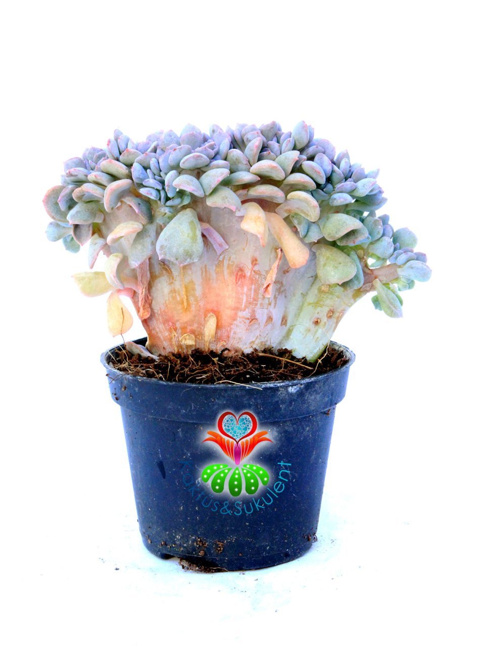 Echeveria Cubic Frost Cristata- 6 cm Saksıda-Mükemmel Kıvrımlı Sukulent