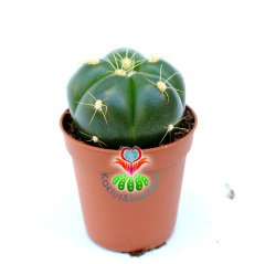 Kaktüs, Gymnocalycium Horstii - Parlak Canlı Renkli Dolgun Formlu- 5,5 cm Saksıda- Pembe Renk Çiçek Açar