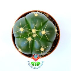 Kaktüs, Gymnocalycium Horstii - Parlak Canlı Renkli Dolgun Formlu- 5,5 cm Saksıda- Pembe Renk Çiçek Açar