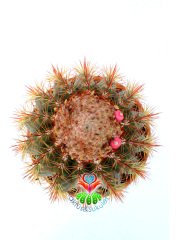 Melocactus  Broadwayi DEV BOY-NADİR TÜR-MÜKEMMEL FORM- BAŞKA YERDE YOK 17 cm saksıda Yetişkin Kaktüs