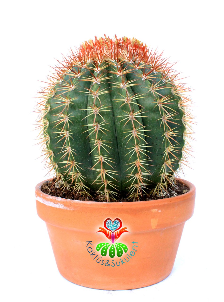 Melocactus  Broadwayi DEV BOY-NADİR TÜR-MÜKEMMEL FORM- BAŞKA YERDE YOK 17 cm saksıda Yetişkin Kaktüs