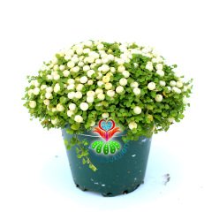 Nertera Granadensis -Mercan Boncuğu - Meyveli Halde - 8 cm saksı- Arap Saçı Familyasından Nadir Tür