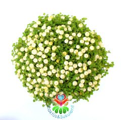 Nertera Granadensis -Mercan Boncuğu - Meyveli Halde - 8 cm saksı- Arap Saçı Familyasından Nadir Tür