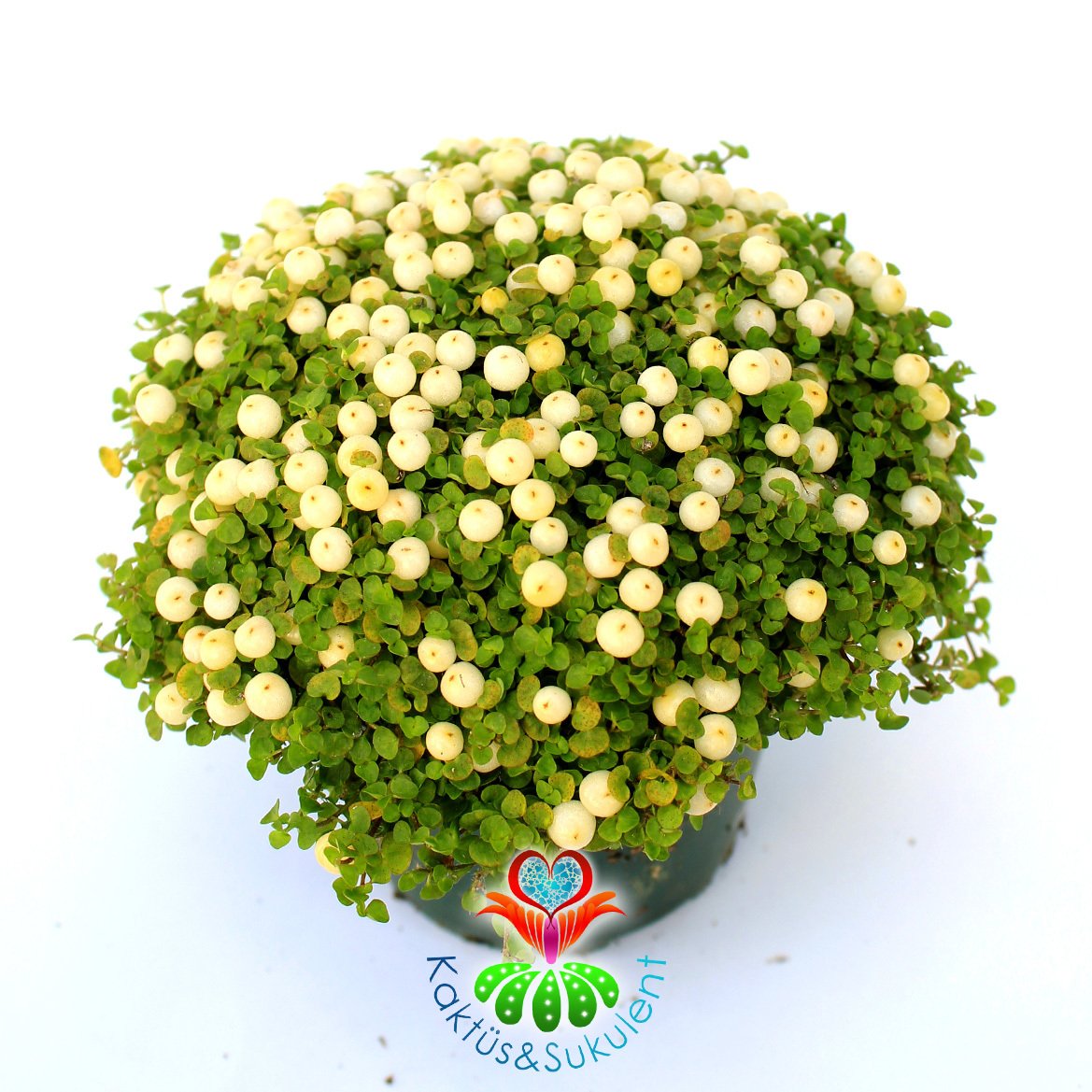 Nertera Granadensis -Mercan Boncuğu - Meyveli Halde - 8 cm saksı- Arap Saçı Familyasından Nadir Tür
