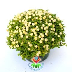Nertera Granadensis -Mercan Boncuğu - Meyveli Halde - 8 cm saksı- Arap Saçı Familyasından Nadir Tür