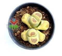 Lithops Dorotheae -8,5 cm Saksıda Büyük Boy Yaşayan Taş Kaktüs-Altıntaş-Sarı Renk Çiçek Açar-Litops
