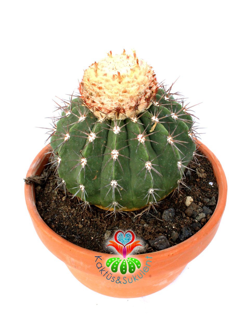 Melocactus Salvadorensis Yetişkin Nadir Tür Başka Yerde Yok 17 cm saksıda Şapkalı Kaktüs