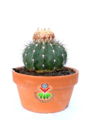 Melocactus Salvadorensis Yetişkin Nadir Tür Başka Yerde Yok 17 cm saksıda Şapkalı Kaktüs