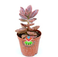 Sukulent, Sedum Bronze Delight -Güneşte Pembe Renk Tonlarında 5,5 cm Saksıda