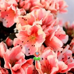 Açelya Çiçeği - Azalea Japonica Plant -Muhteşem Pembe-Beyaz Renk Çiçekli 15 cm Saksıda Büyük Boy Bol Çiçekli- Bakımı Kolay