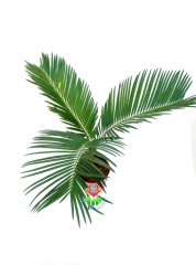 Gerçek Hava Temizleyeci,Mini Cycas Revoluta, Sagu Palmiyesi -8 cm saksıda- Ofis Ev Hava Temizleyici