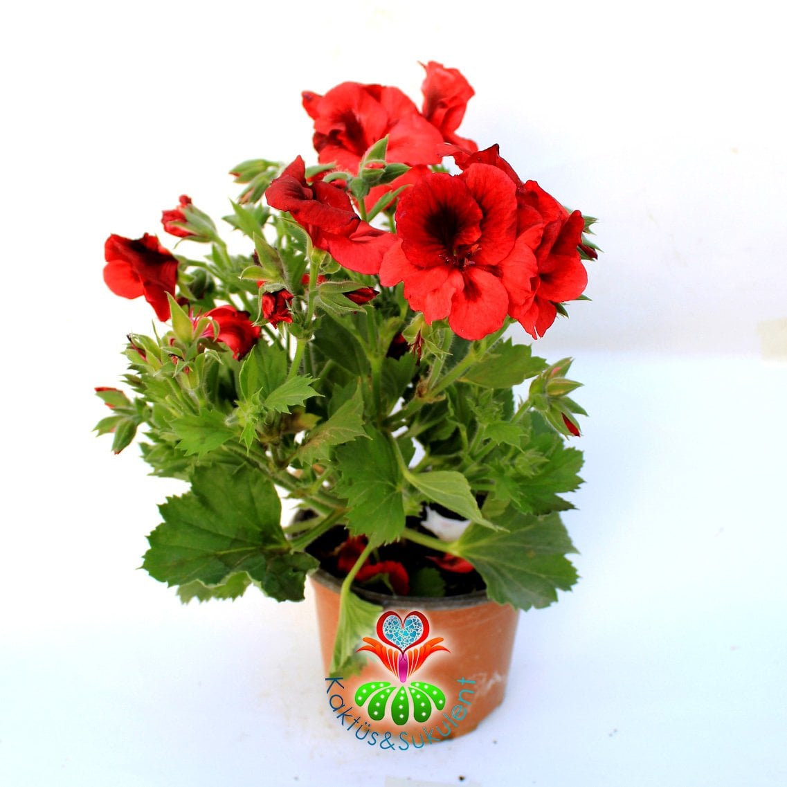 Ceylan Gözü Sardunya Çiçeği-Pelargonium Grandiflorum- 12 cm Saksıda -Mükemmel Kırmızı Tonlarında Çiçekli