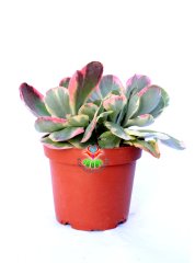 Kalanchoe Thyrsiflora Variegata Yaprakları Kırmızılaşır, 10.5 cm Saksıda Sukulent