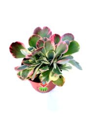 Kalanchoe Thyrsiflora Variegata Yaprakları Kırmızılaşır, 10.5 cm Saksıda Sukulent