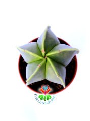 Astrophytum Myriostigma Nudum -DİKENSİZ NADİR TÜR -5,5 cm saksıda-Teraryum,Kaktus