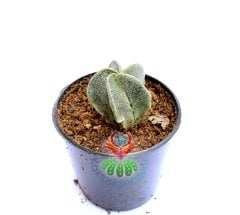 Astrophytum Myriostigma-Gri Renk-DİKENSİZ NADİR TÜR -5,5 cm saksıda-Teraryum,Kaktus