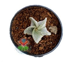 Astrophytum Myriostigma-Gri Renk-DİKENSİZ NADİR TÜR -5,5 cm saksıda-Teraryum,Kaktus