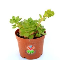 Echeveria Emerald Ripple- Yoğun Güneşte Yaprak Uçları Bordolaşır- 8,5 cm Saksıda