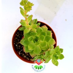 Echeveria Emerald Ripple- Yoğun Güneşte Yaprak Uçları Bordolaşır- 8,5 cm Saksıda