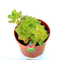 Echeveria Emerald Ripple- Yoğun Güneşte Yaprak Uçları Bordolaşır- 8,5 cm Saksıda
