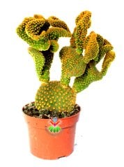 Opuntia Microdasys Pallida Cristata-12 cm Saksıda-Sıradışı Formlu Kaktüs