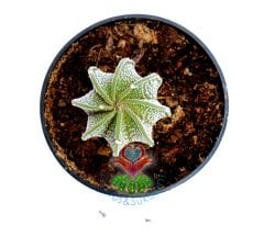 Astrophytum Capricorne Niveum Nudum -ÇOK NADİR TÜR-5,5 cm saksıda-Teraryum,Sukulent