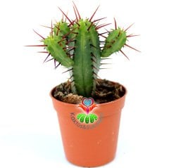 Euphorbia Enopla (Pincushion Euphorbia) -Kırmızı Dikenli Dallı Formlu Şirin Kaktüs-5,5 cm Saksıda