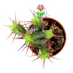 Euphorbia Enopla (Pincushion Euphorbia) -Kırmızı Dikenli Dallı Formlu Şirin Kaktüs-5,5 cm Saksıda