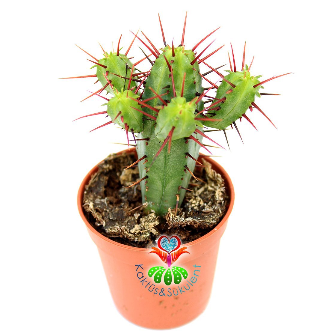 Euphorbia Enopla (Pincushion Euphorbia) -Kırmızı Dikenli Dallı Formlu Şirin Kaktüs-5,5 cm Saksıda