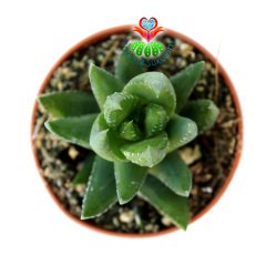 Haworthia Glabrata-Sert Koyu Yeşil Renk Yapraklı-Nadir Tür Haworthia- 5,5 cm Saksıda