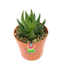 Haworthia Glabrata-Sert Koyu Yeşil Renk Yapraklı-Nadir Tür Haworthia- 5,5 cm Saksıda