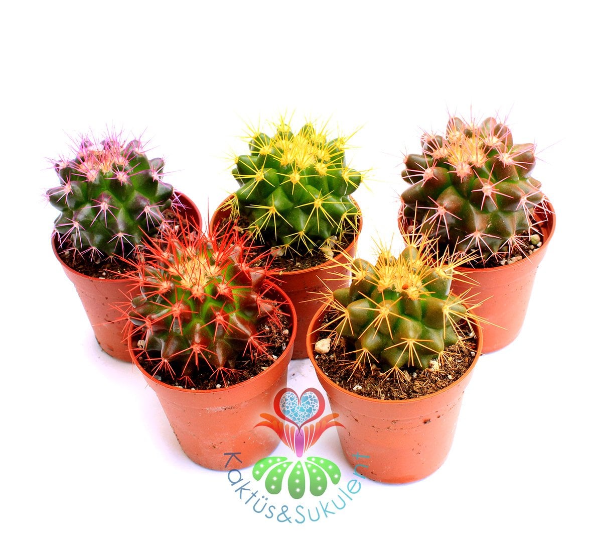 Renkli Kaktüs, Echinocactus Grusonii 5 Renk Seçenekli ,Boyalı- 5,5 cm saksıda-Teraryum,Sukulent