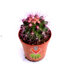 Renkli Kaktüs, Echinocactus Grusonii 5 Renk Seçenekli ,Boyalı- 5,5 cm saksıda-Teraryum,Sukulent
