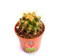 Renkli Kaktüs, Echinocactus Grusonii 5 Renk Seçenekli ,Boyalı- 5,5 cm saksıda-Teraryum,Sukulent