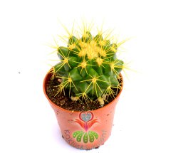 Renkli Kaktüs, Echinocactus Grusonii 5 Renk Seçenekli ,Boyalı- 5,5 cm saksıda-Teraryum,Sukulent