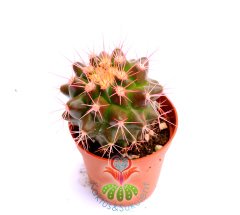 Renkli Kaktüs, Echinocactus Grusonii 5 Renk Seçenekli ,Boyalı- 5,5 cm saksıda-Teraryum,Sukulent