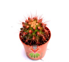 Renkli Kaktüs, Echinocactus Grusonii 5 Renk Seçenekli ,Boyalı- 5,5 cm saksıda-Teraryum,Sukulent