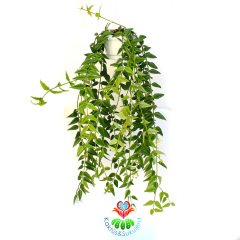 Hoya Bella- Nadir Tür Mum Çiçeği - 10 cm Sarkaç Saksıda 40+ cm Uzunluğunda,Kokulu Çiçekli