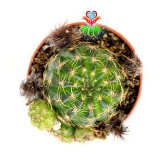 Lobivia Arachnacantha (Echinopsis)-Sarı Renk Çiçek Açar -5,5 cm Saksıda-Yavrulu Halde-Tomurcuklu
