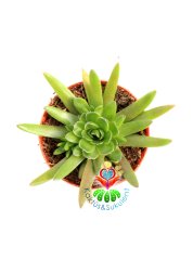 Binbir Surat Sukulent, Orostachys Erubescens Her Mevsim Farklı Şekil Alır 5.5 cm Saksılı Sukulent