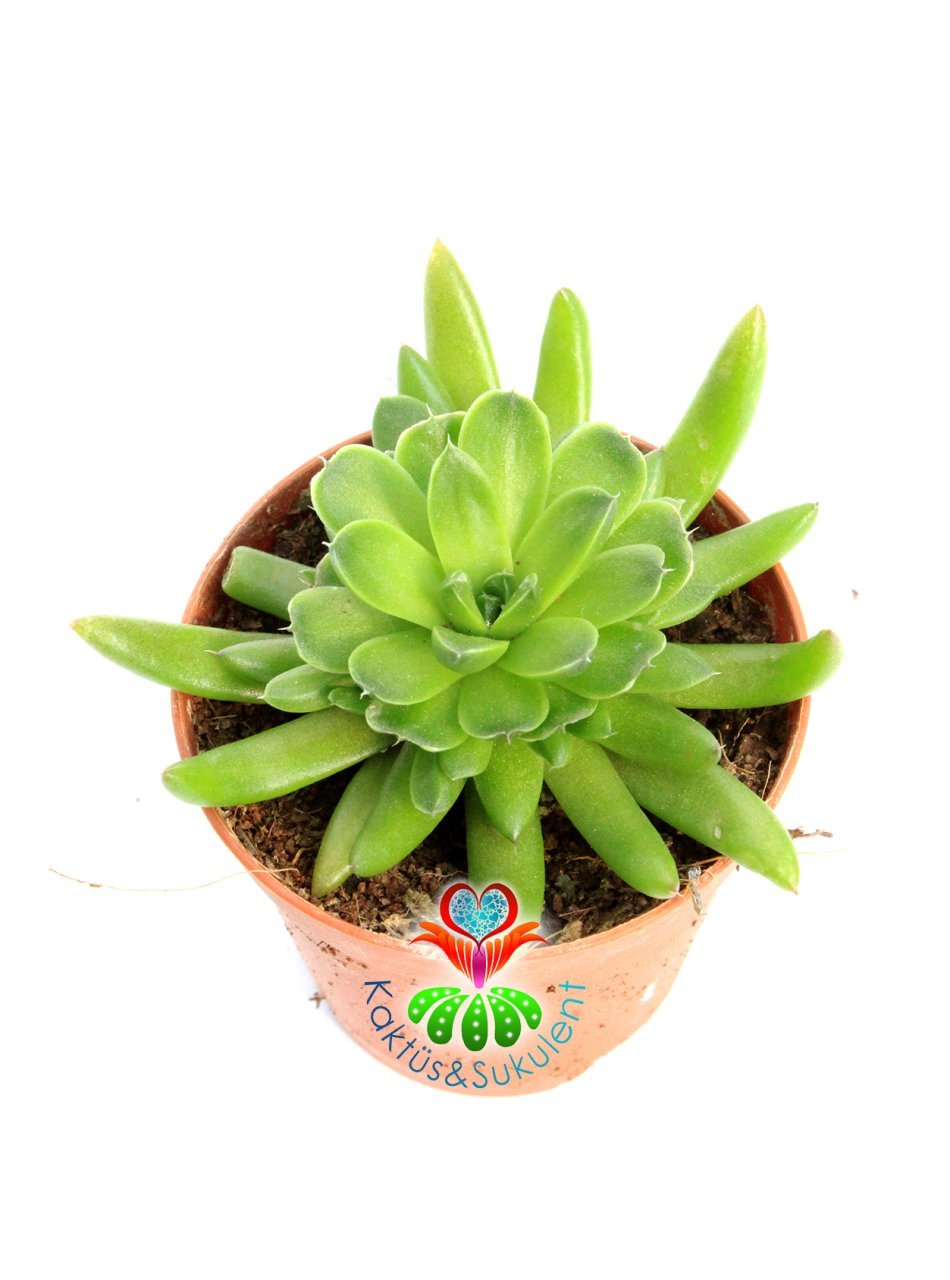 Binbir Surat Sukulent, Orostachys Erubescens Her Mevsim Farklı Şekil Alır 5.5 cm Saksılı Sukulent
