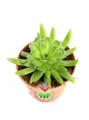 Binbir Surat Sukulent, Orostachys Erubescens Her Mevsim Farklı Şekil Alır 5.5 cm Saksılı Sukulent
