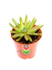 Binbir Surat Sukulent, Orostachys Erubescens Her Mevsim Farklı Şekil Alır 5.5 cm Saksılı Sukulent