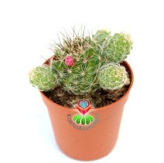 Mammillaria Gracilis Fragilis Yavrulu Halde-Pembe Çiçek Açan Kaktüs -5,5 cm Saksıda