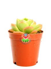 Echeveria 'Lime and Chile' 5,5 cm Saksılı Nadir Tür Renkli Sukulent