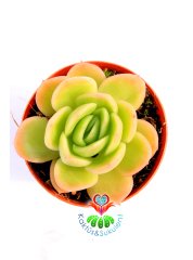 Echeveria 'Lime and Chile' 5,5 cm Saksılı Nadir Tür Renkli Sukulent