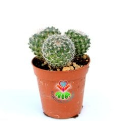 Kaktüs,Mammillaria Fauxiana Elegans-5,5 cm Saksıda 2 Adet-Beyaz Renk Çiçek Açar-Çok Şık 1. Sınıf ithal