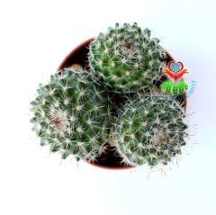 Kaktüs,Mammillaria Fauxiana Elegans-5,5 cm Saksıda 2 Adet-Beyaz Renk Çiçek Açar-Çok Şık 1. Sınıf ithal